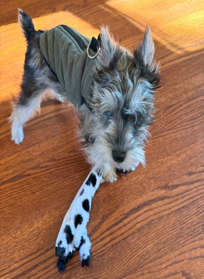 سبوت لعبة SPOT Skinneeez Crinklers Cow - لعبة كلاب بدون حشو، تصدر أصوات طقطقة وصرير، متينة للكلاب التي تمضغ بشكل معتدل، لعبة شد للكلاب الصغيرة والجراء، 14 بوصة - Image 3